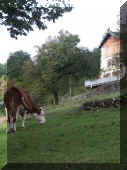 gite-et-vache-modif-60Ko.jpg (65217 octets)